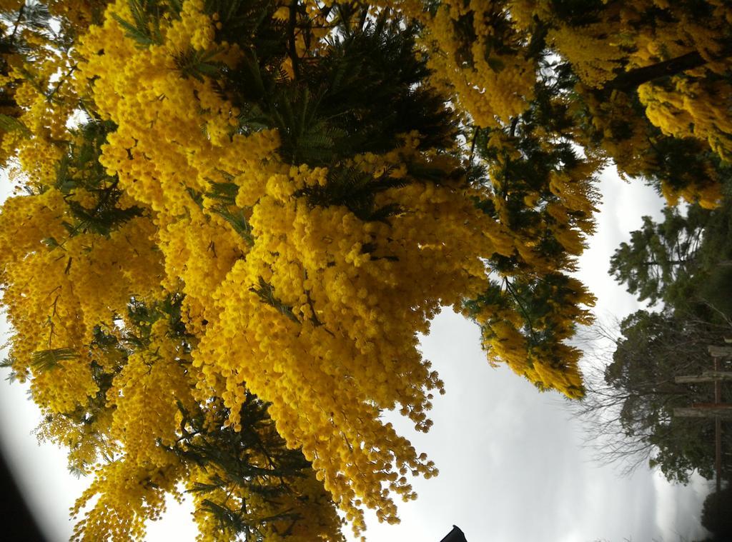 レーリチ Agriturismo "La Rosa Canina" Bed & Breakfast エクステリア 写真